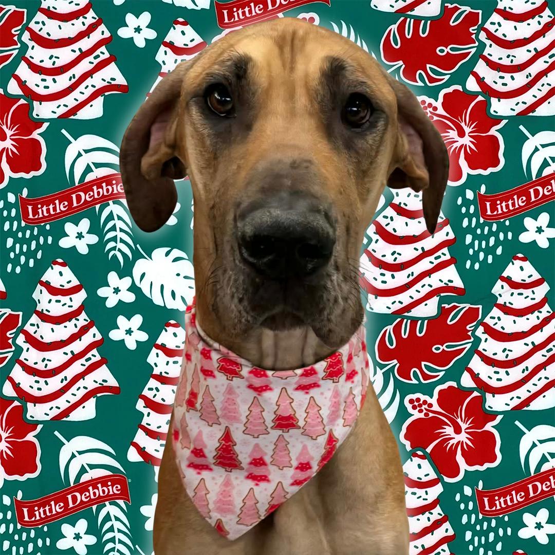 Enlarge Little Debbie , a ADOPTABLE mixed breed in Normal, IL image 1/5