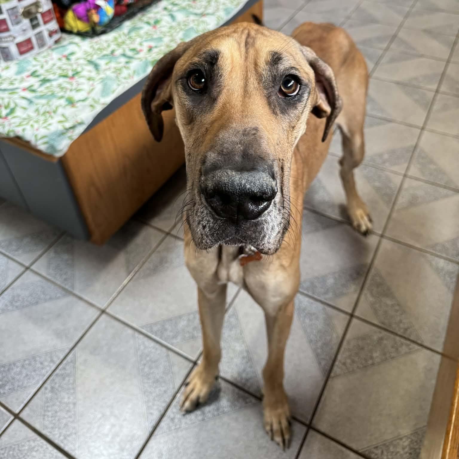 Enlarge Little Debbie , a ADOPTABLE mixed breed in Normal, IL image 3/5
