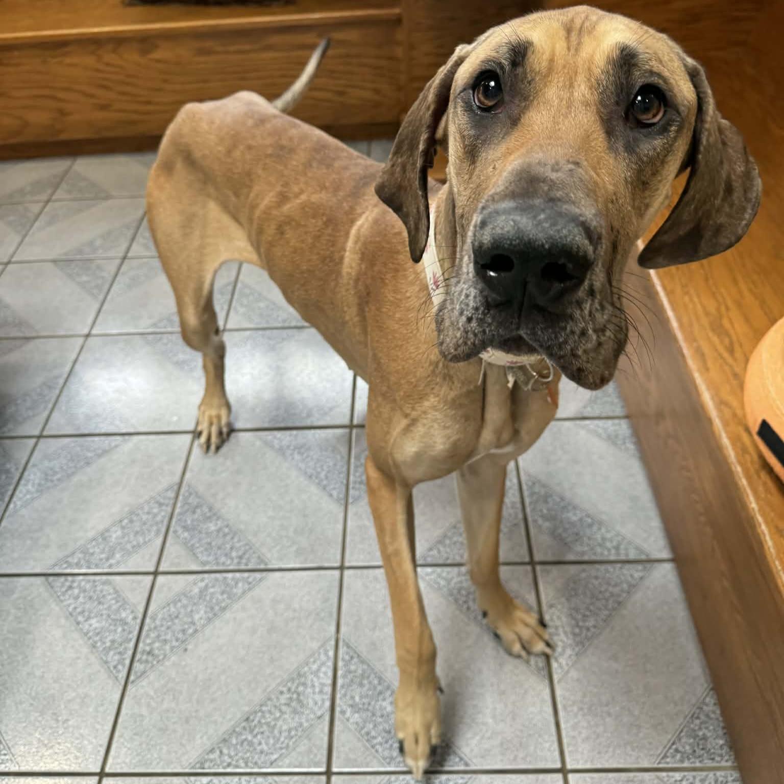 Enlarge Little Debbie , a ADOPTABLE mixed breed in Normal, IL image 4/5