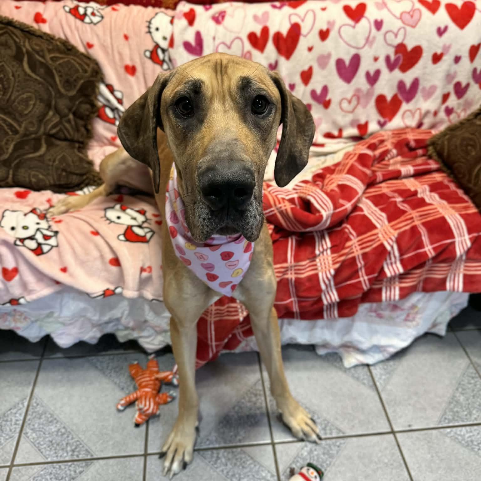 Little Debbie thumbnail 6