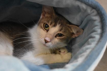 Sweets, Adoptable, Adult Female Domestic Short Hair & Domestic Short Hair.