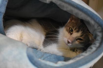 Enlarge Sweets, a Adoptable mixed breed in Kansas City, MO image 2/2