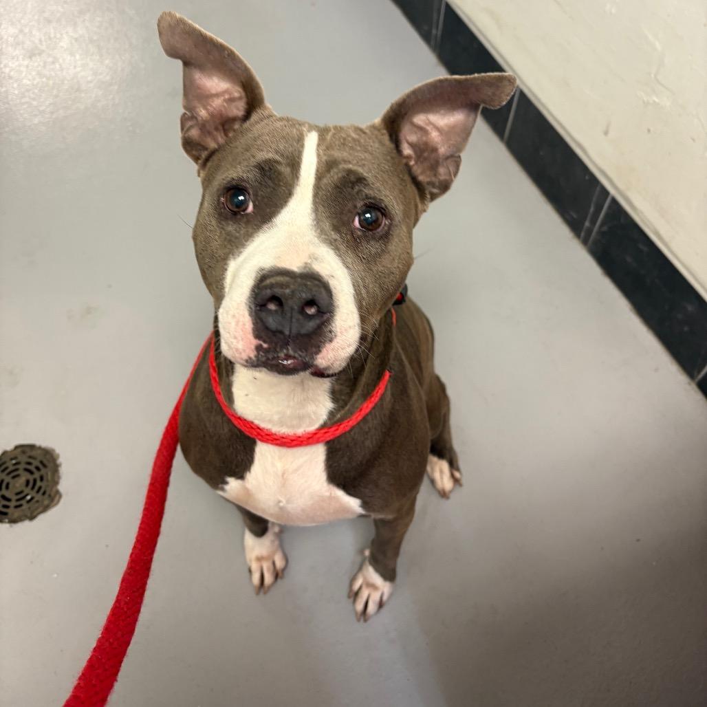 Adeline, Adoptable, Adult Female Mixed Breed.