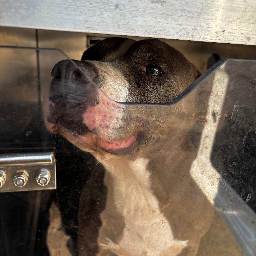 Enlarge Adeline, a Adoptable Mixed Breed in Philadelphia, PA image 1/1