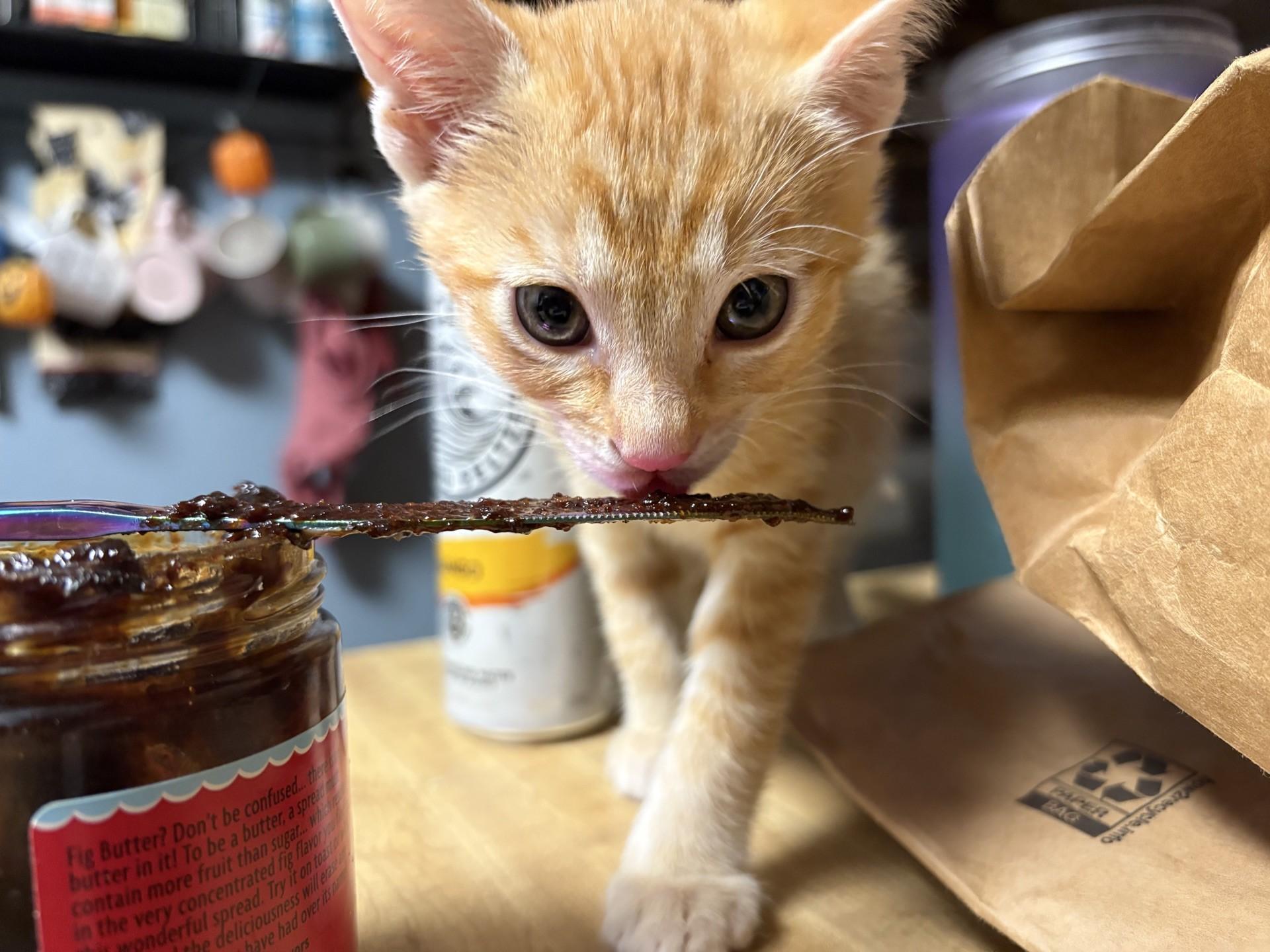 Enlarge Tuna, a Adoptable Domestic Short Hair in Reno, NV image 3/6