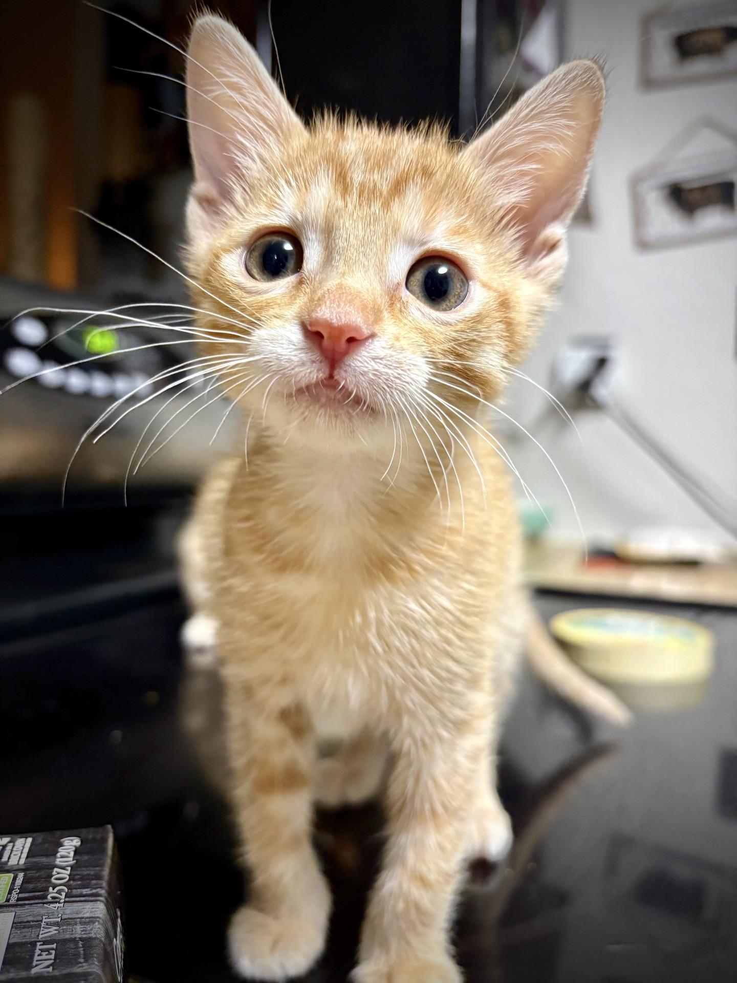 Enlarge Tuna, a Adoptable Domestic Short Hair in Reno, NV image 2/6