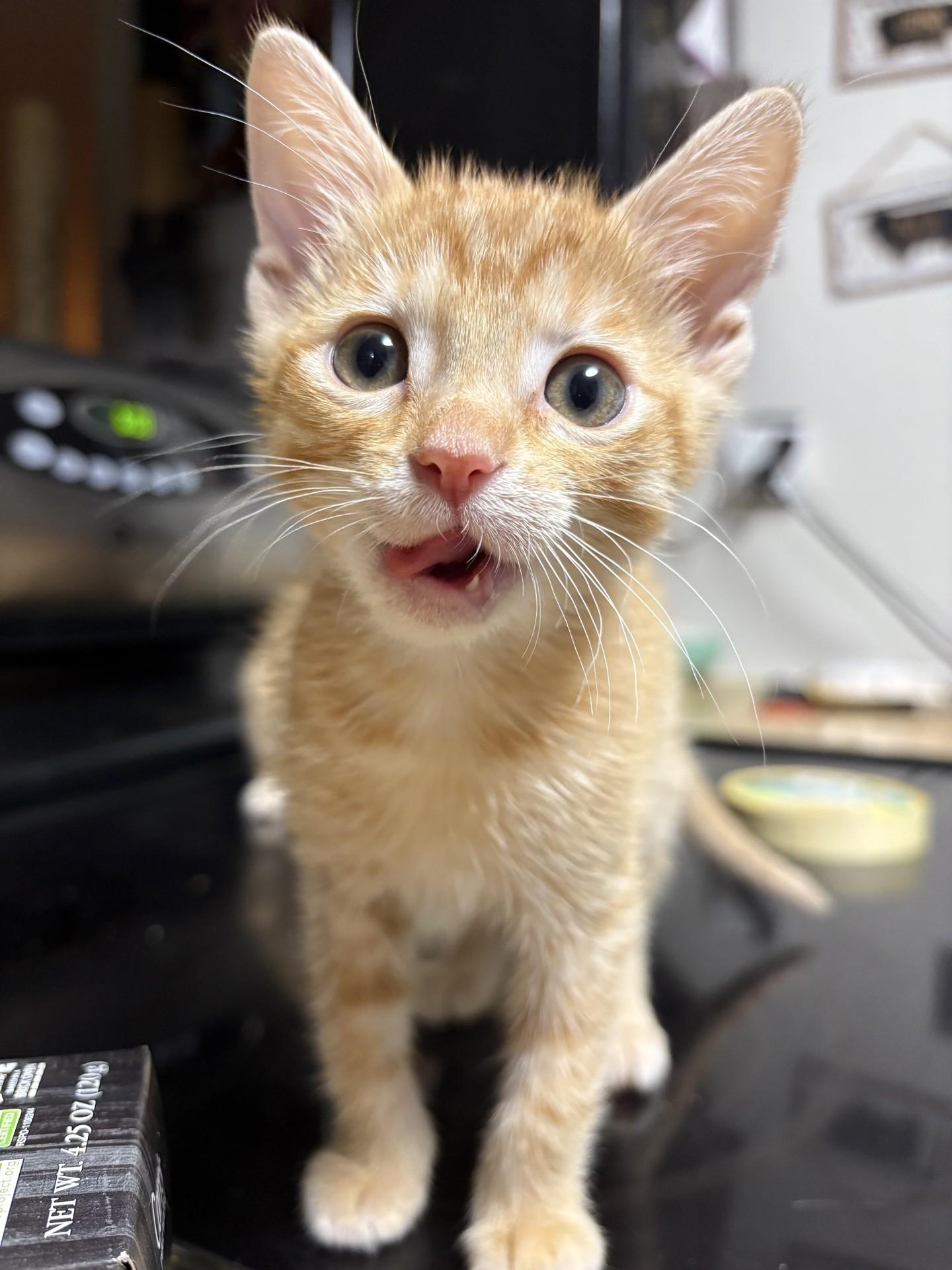 Enlarge Tuna, a Adoptable Domestic Short Hair in Reno, NV image 1/6