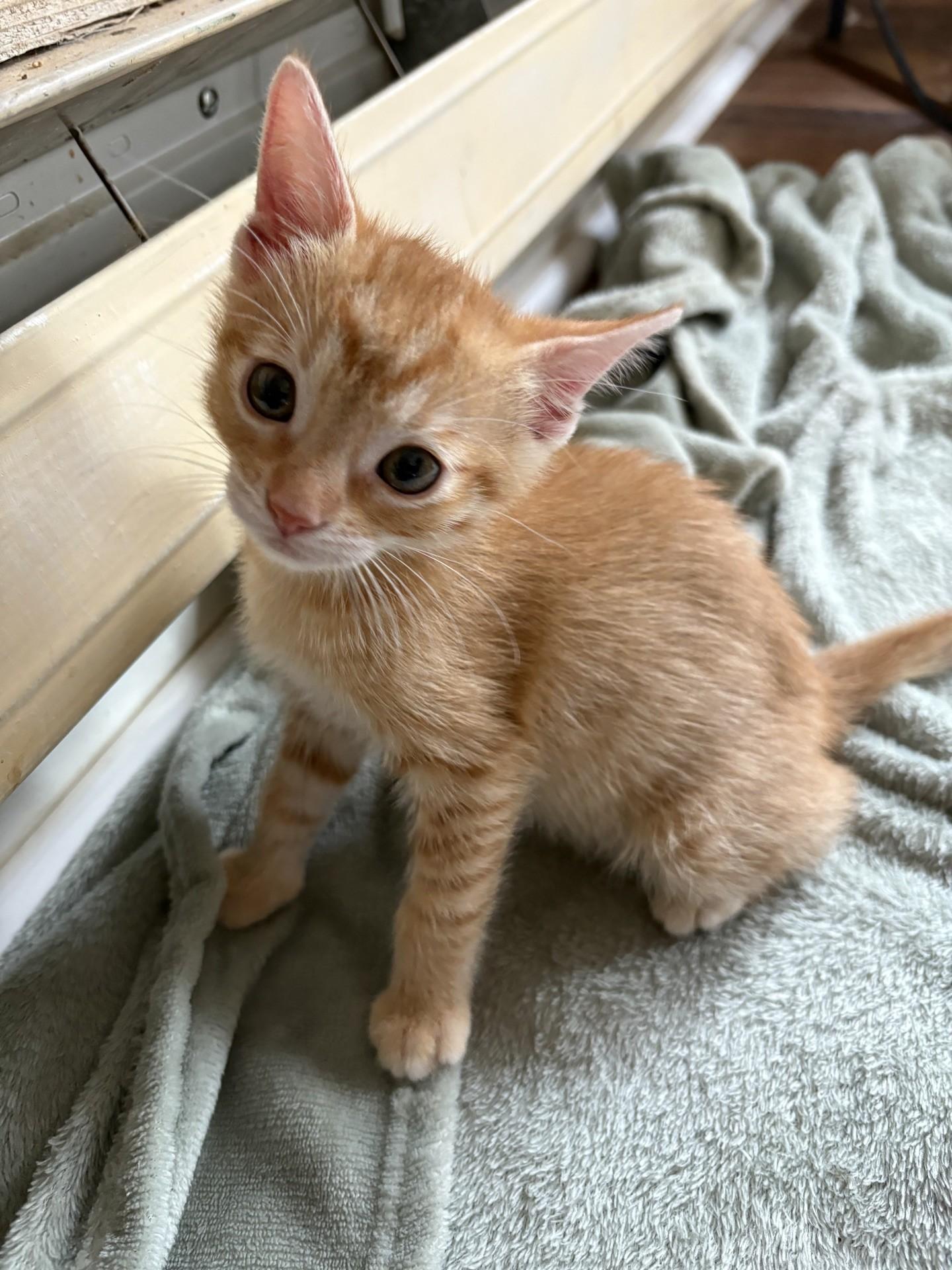 Enlarge Tuna, a Adoptable Domestic Short Hair in Reno, NV image 5/6