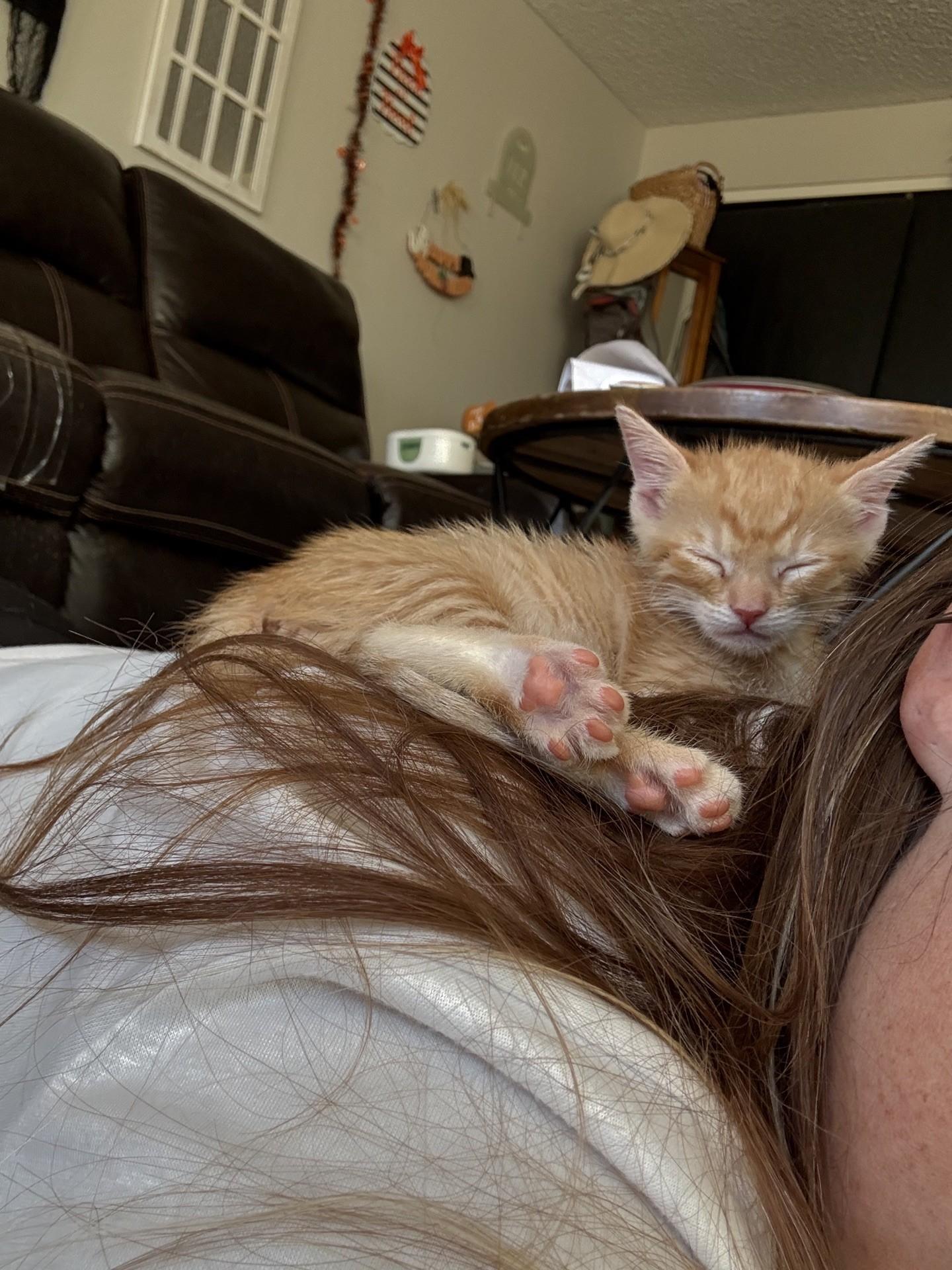 Enlarge Tuna, a Adoptable Domestic Short Hair in Reno, NV image 6/6