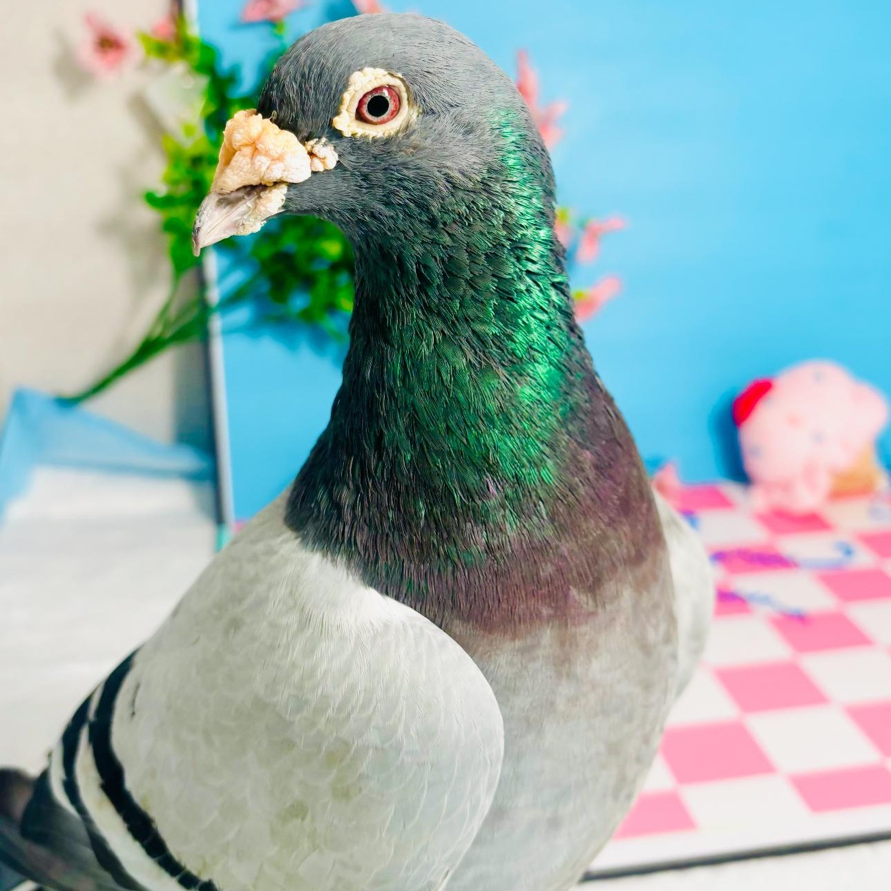 Trogdor, Senior Male unknown