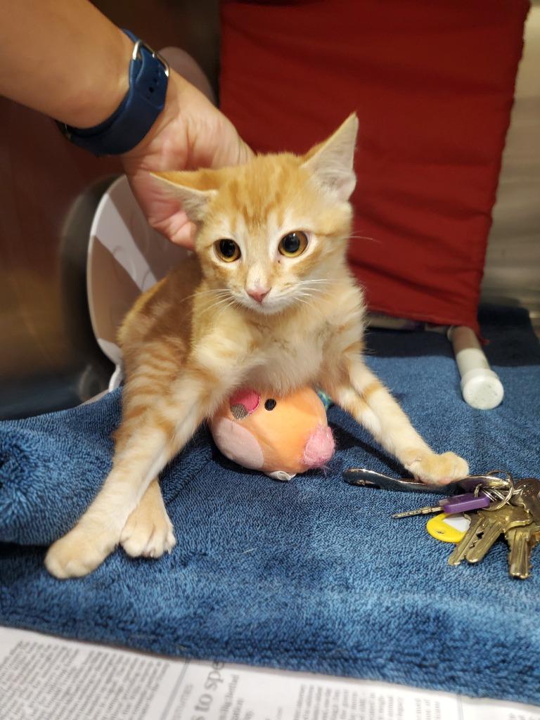 2025-08-141, Adopted, Young Male Domestic Short Hair.