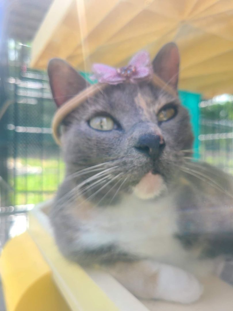 Lillian, a Adoptable mixed breed in Spring Hill, FL image 1/2