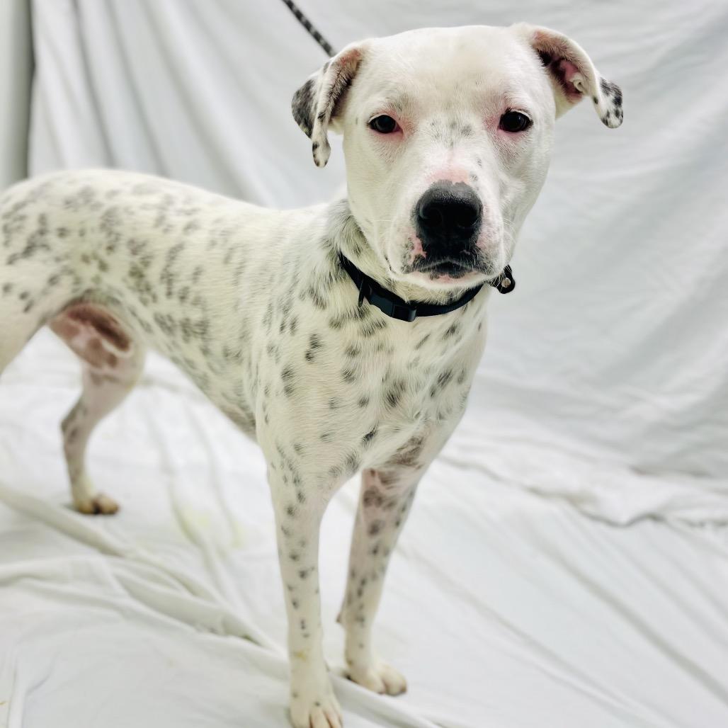 Osiris, Adoptable, Young Male Australian Cattle Dog / Blue Heeler & Terrier.