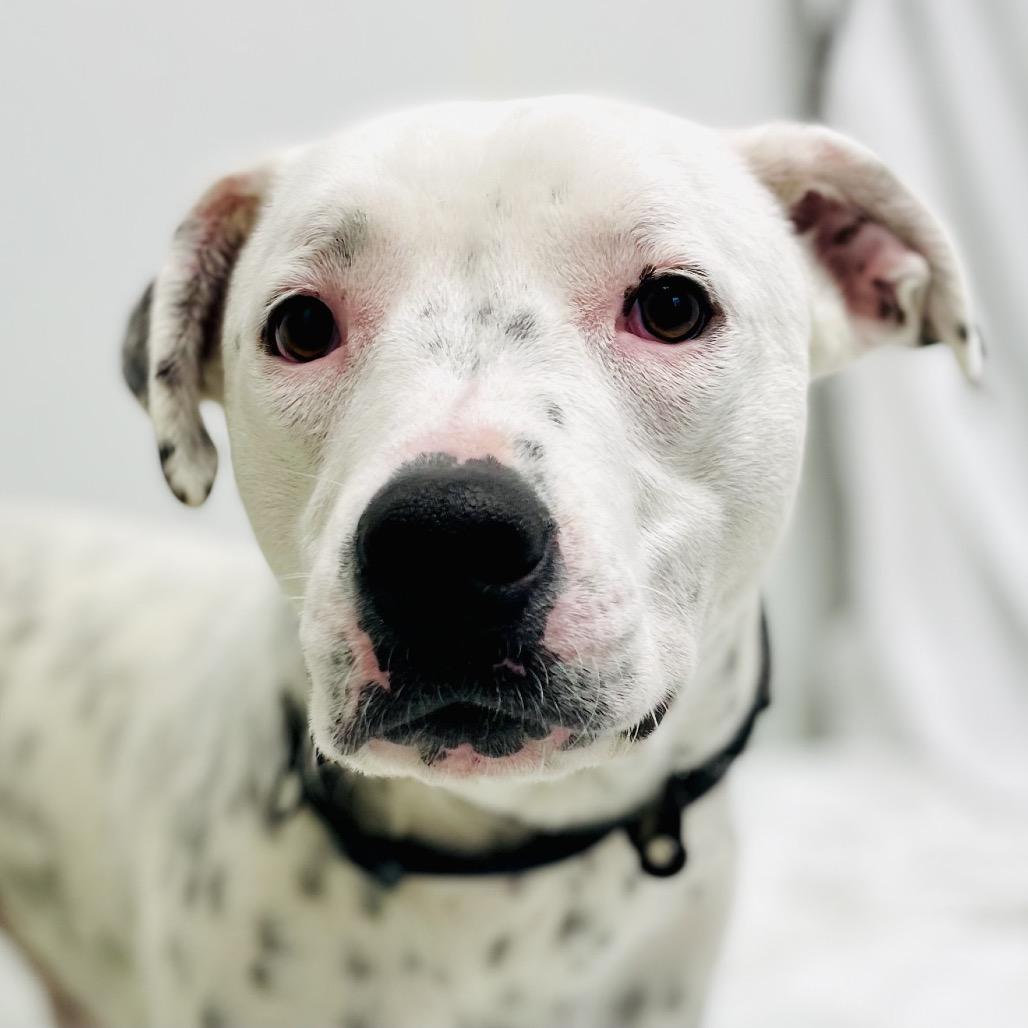 Enlarge Osiris, a Adoptable mixed breed in Lebanon, MO image 4/4