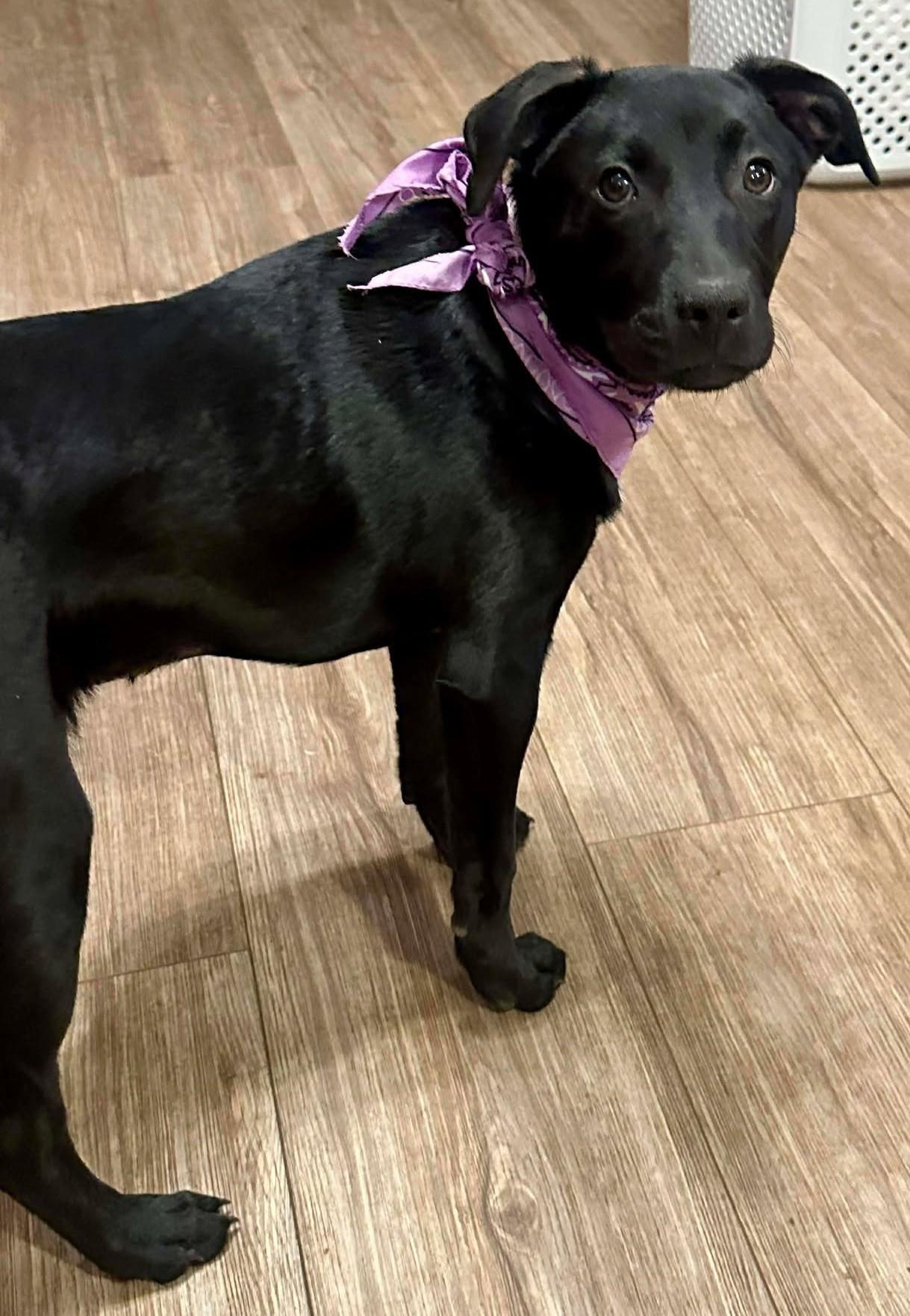 Enlarge Etta Place, a ADOPTABLE mixed breed in Kiowa, OK image 3/6