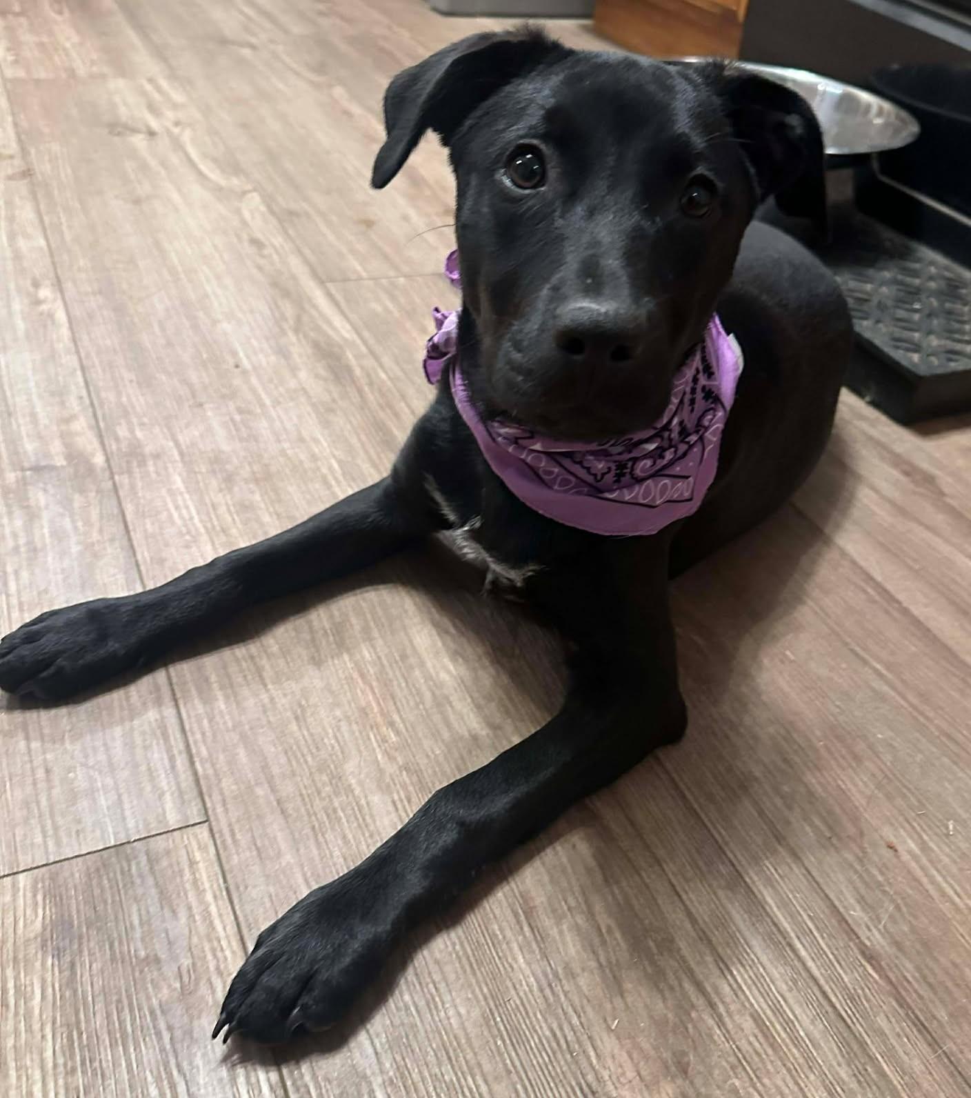 Enlarge Etta Place, a ADOPTABLE mixed breed in Kiowa, OK image 6/6