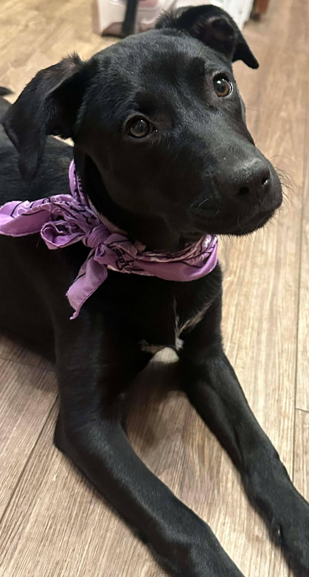 Enlarge Etta Place, a ADOPTABLE mixed breed in Kiowa, OK image 1/6