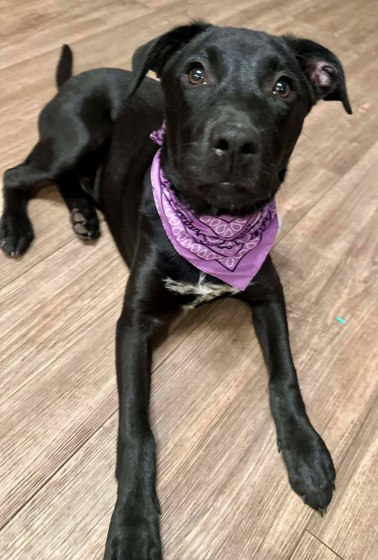 Enlarge Etta Place, a ADOPTABLE mixed breed in Kiowa, OK image 2/6