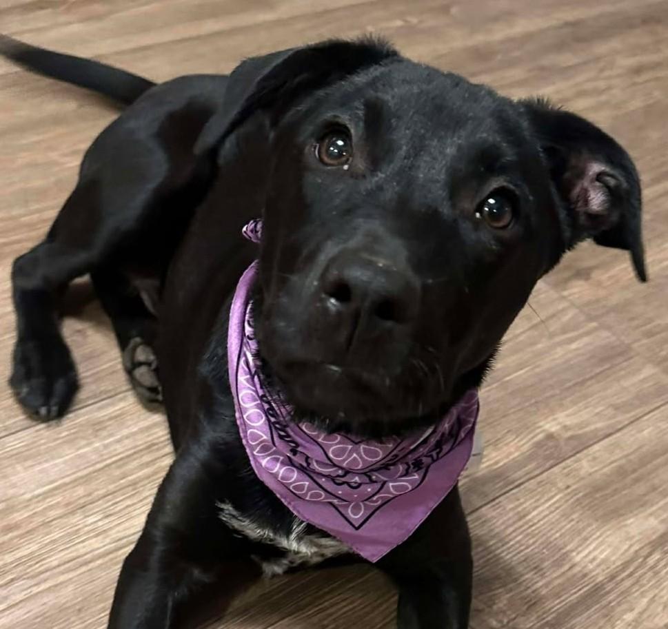 Enlarge Etta Place, a ADOPTABLE mixed breed in Kiowa, OK image 4/6