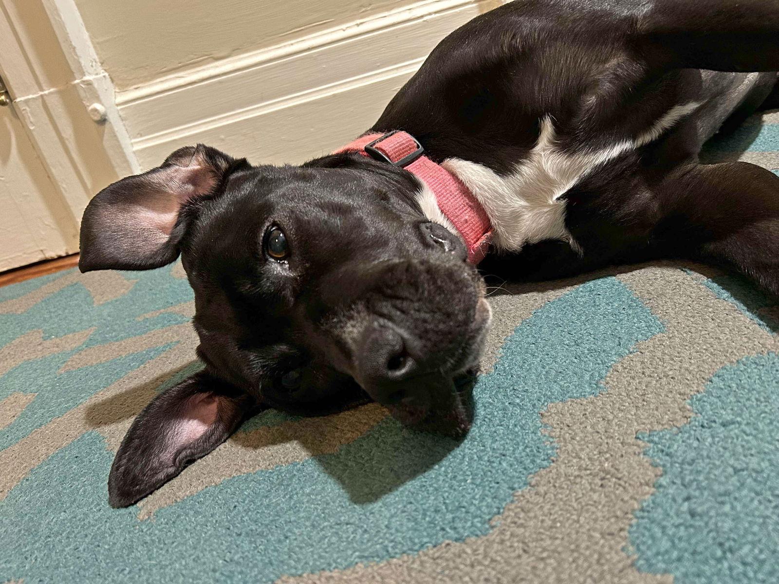 Avery, Adoptable, Young Female Pit Bull Terrier.