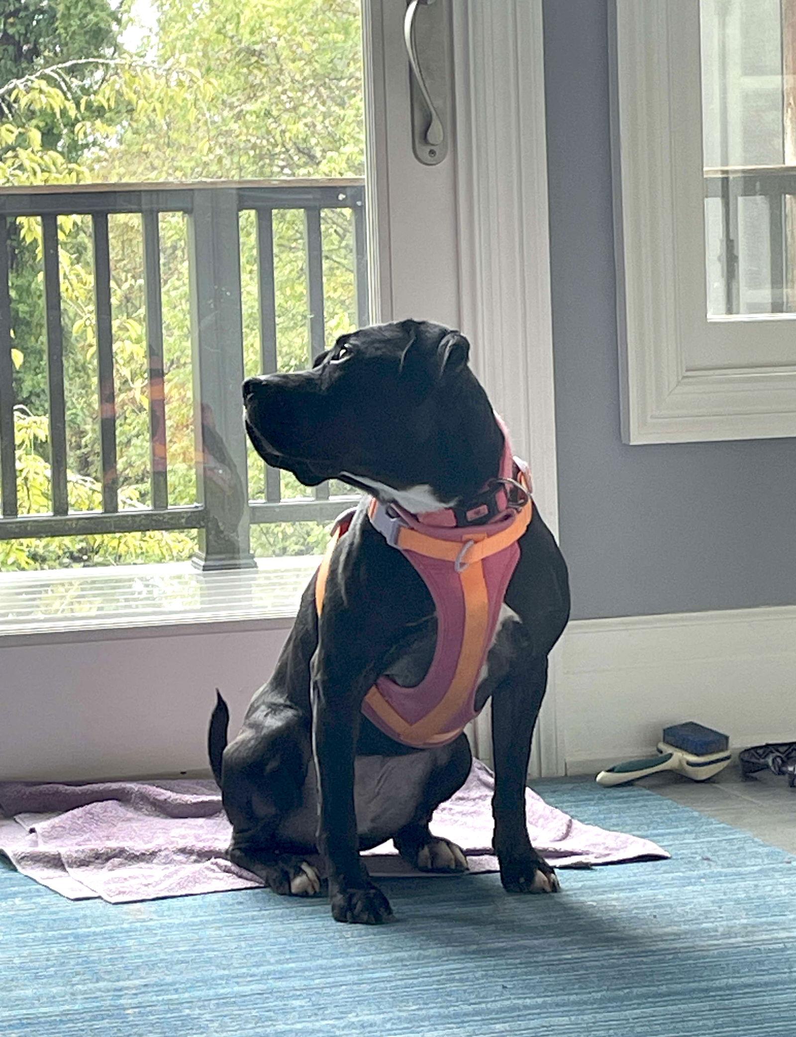 Avery, a Adoptable Pit Bull Terrier in Forest, VA image 2/3