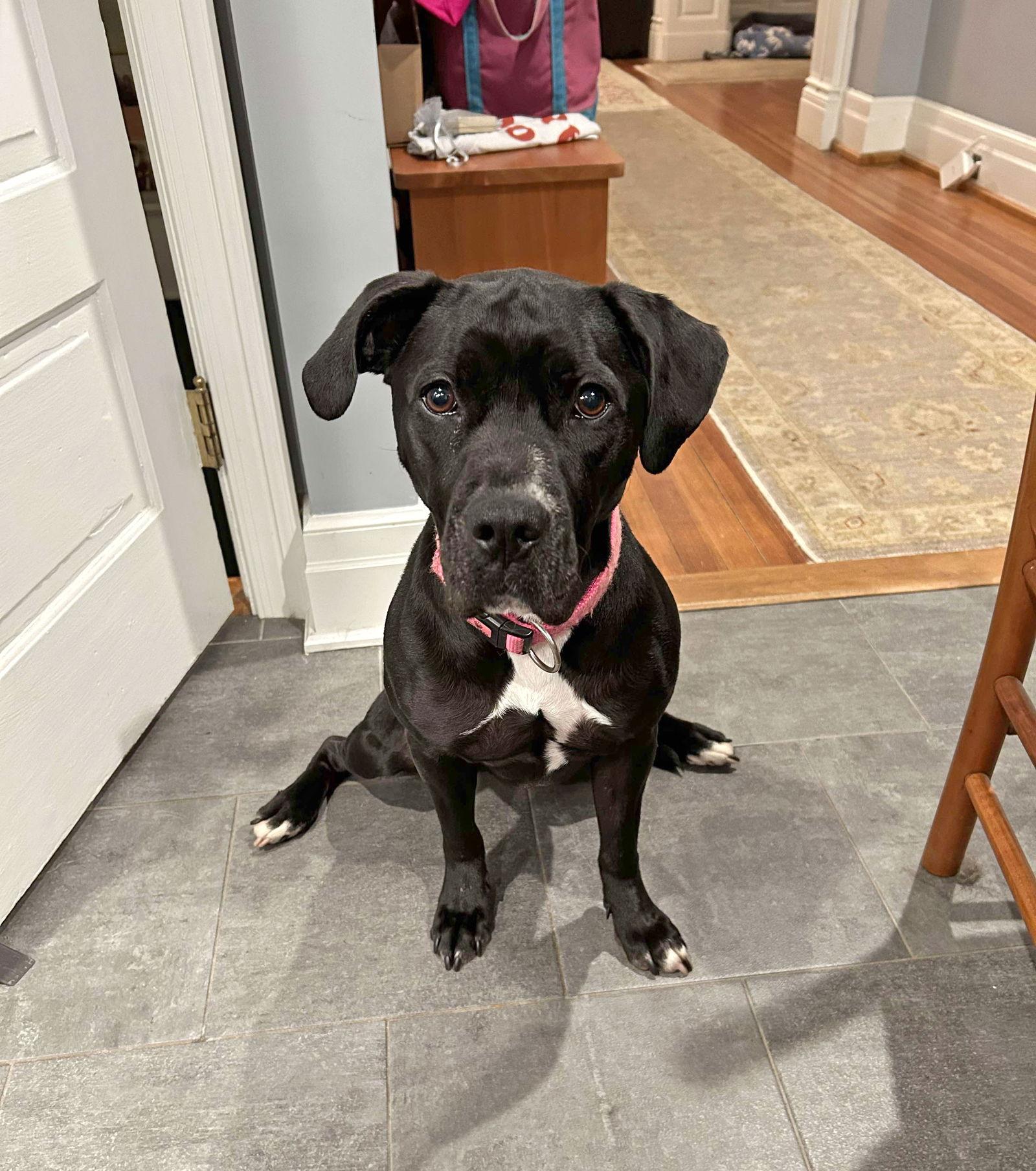 Avery, a Adoptable Pit Bull Terrier in Forest, VA image 3/3