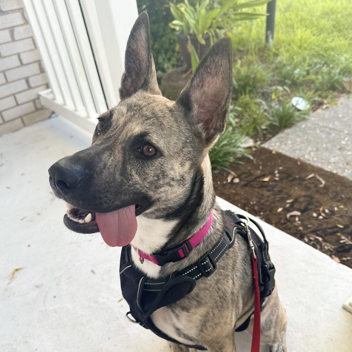 Enlarge Dolly, a Adoptable mixed breed in Albany, NY image 5/6
