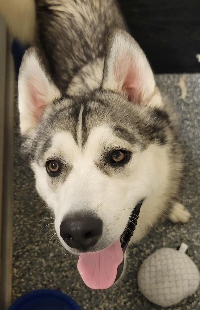 AC Zeus, Adoptable, Adult Male Husky.