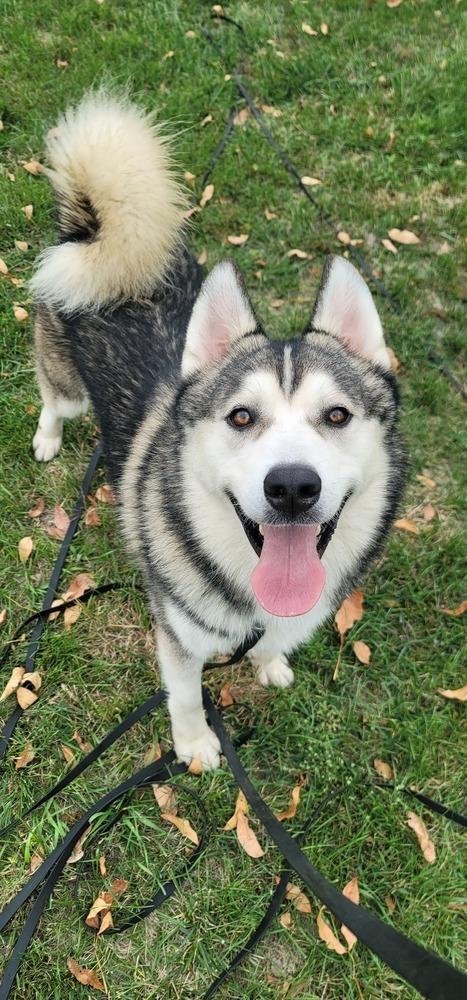 Enlarge AC Zeus, a Adoptable Husky in Fremont, NE image 2/3