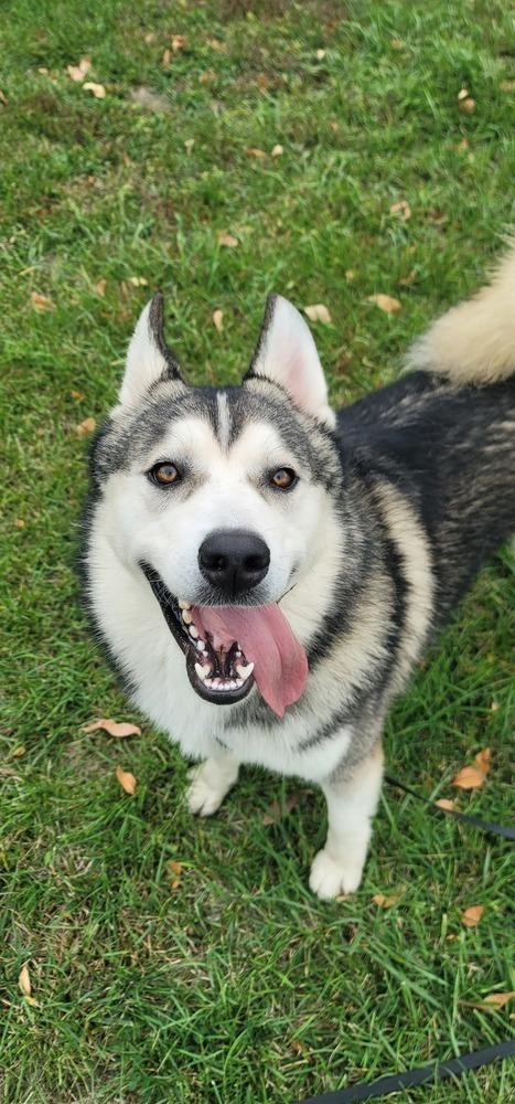 Enlarge AC Zeus, a Adoptable Husky in Fremont, NE image 3/3