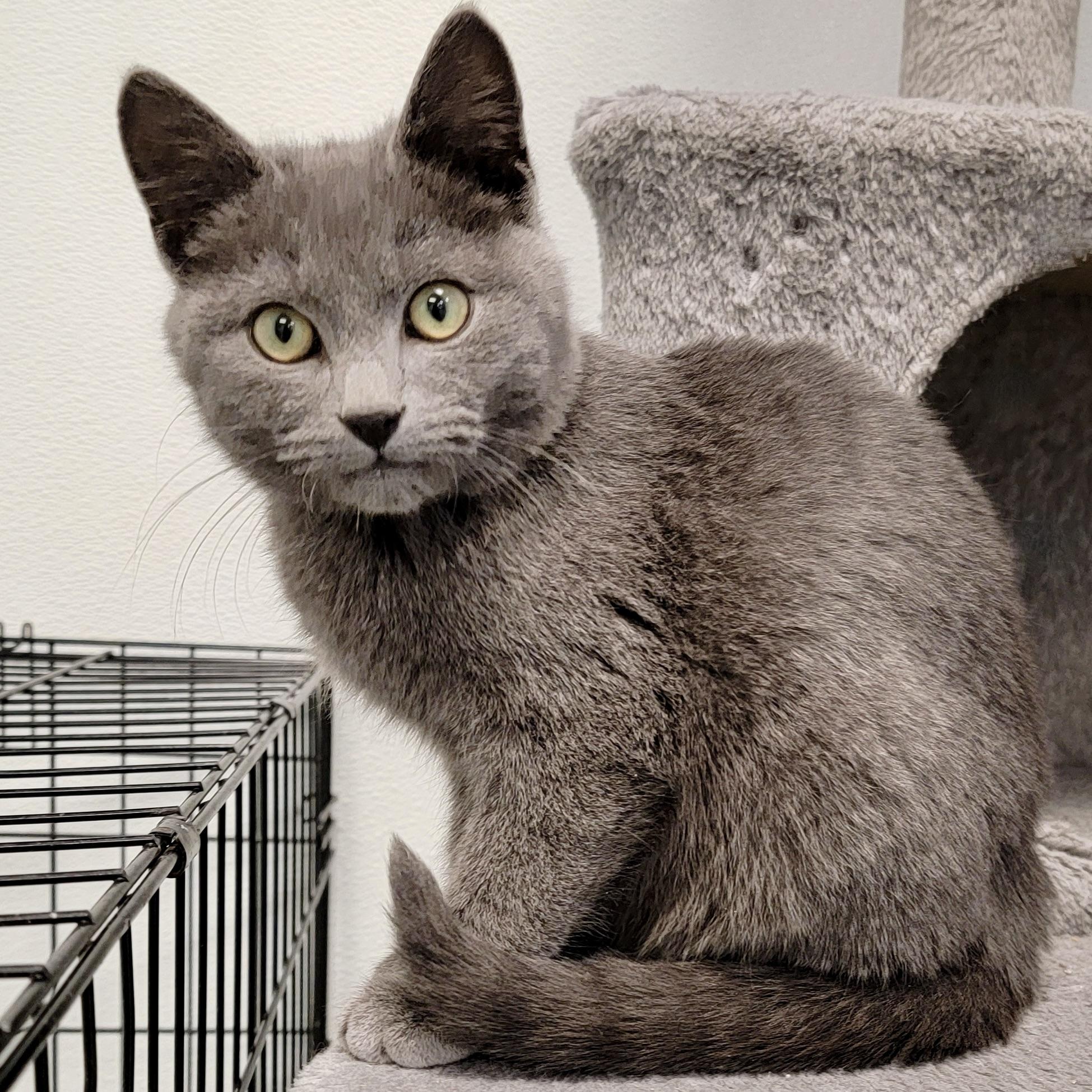 RINGO, Adoptable, Kitten Male Domestic Medium Hair & Domestic Short Hair.