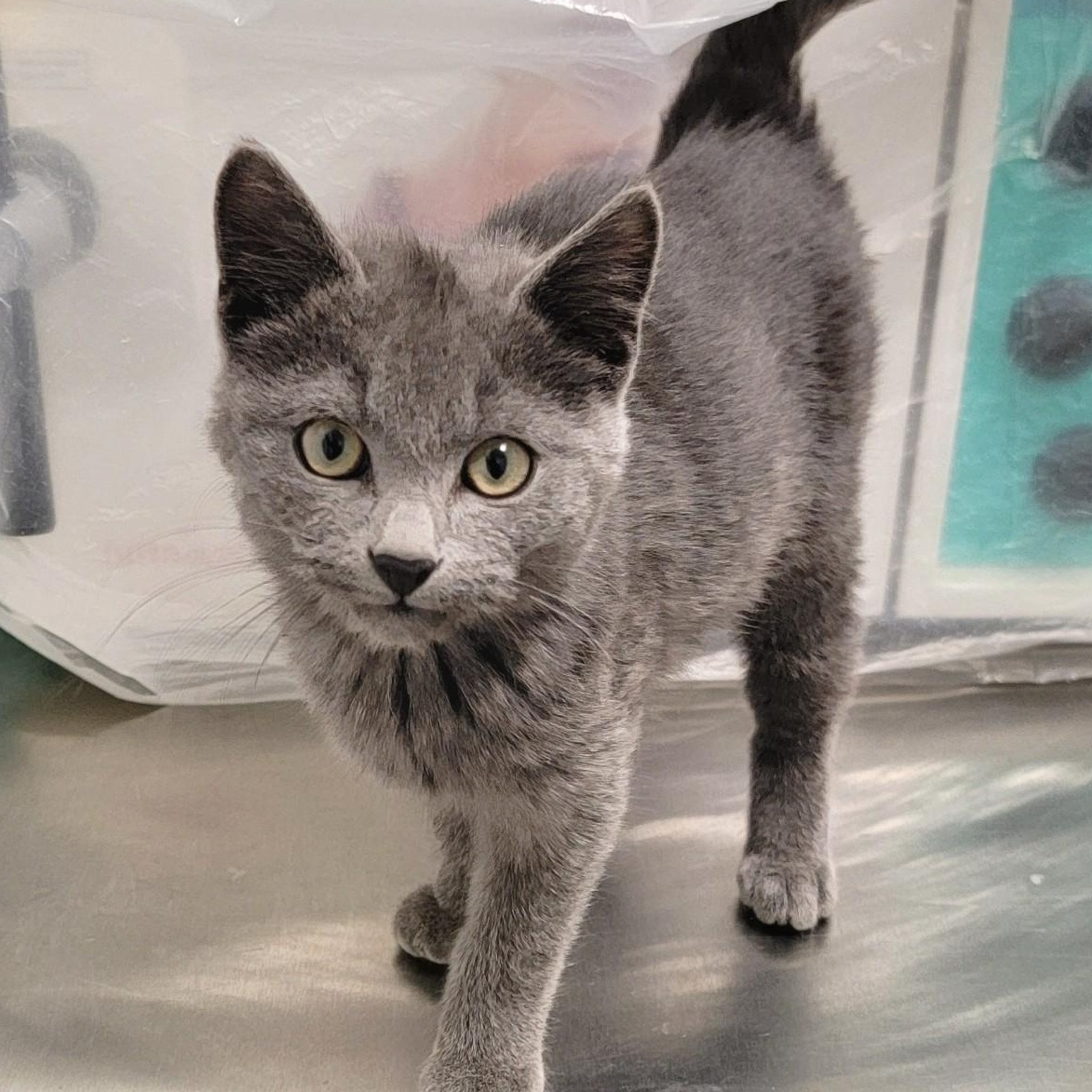 RINGO, Adoptable, Kitten Male Domestic Medium Hair & Domestic Short Hair.