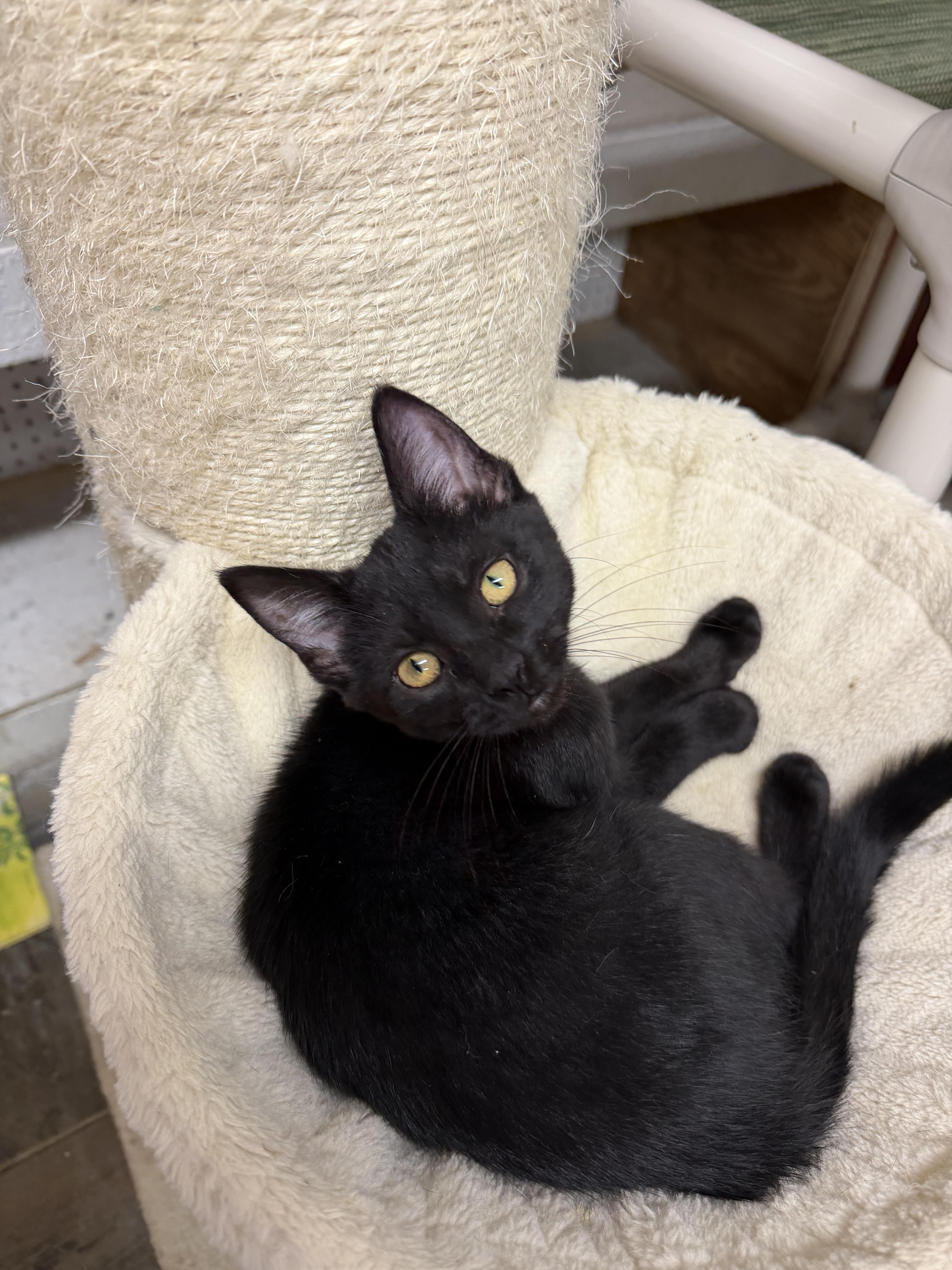 Guppy, Adoptable, Young Male Domestic Short Hair.