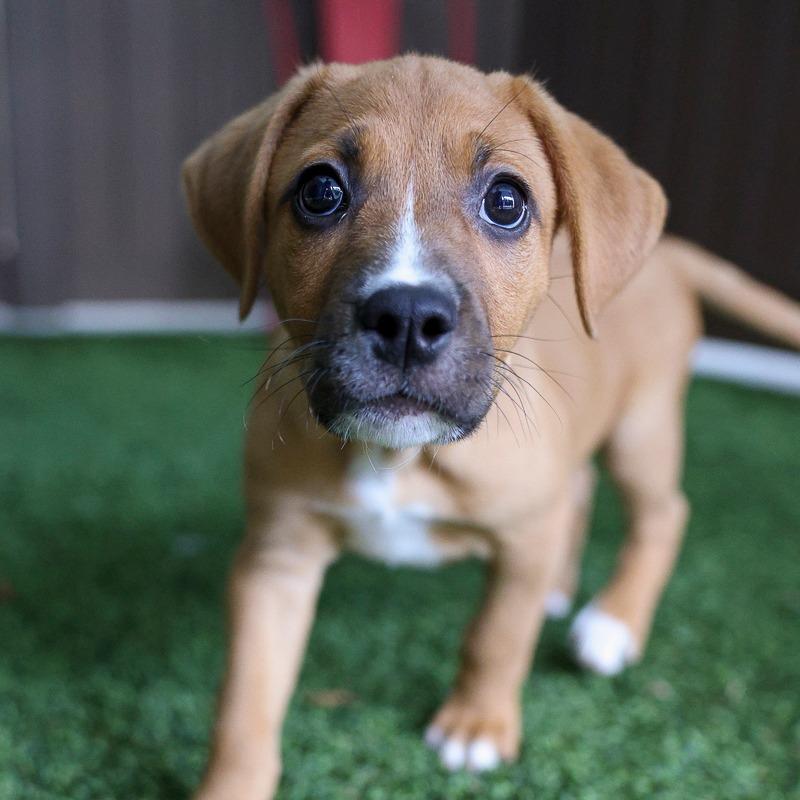 Do-Si-Dos, Adoptable, Puppy Female Retriever.