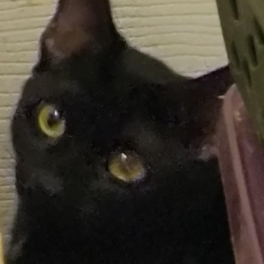 Sandy (miss opt), adopted, Young Female Tabby.