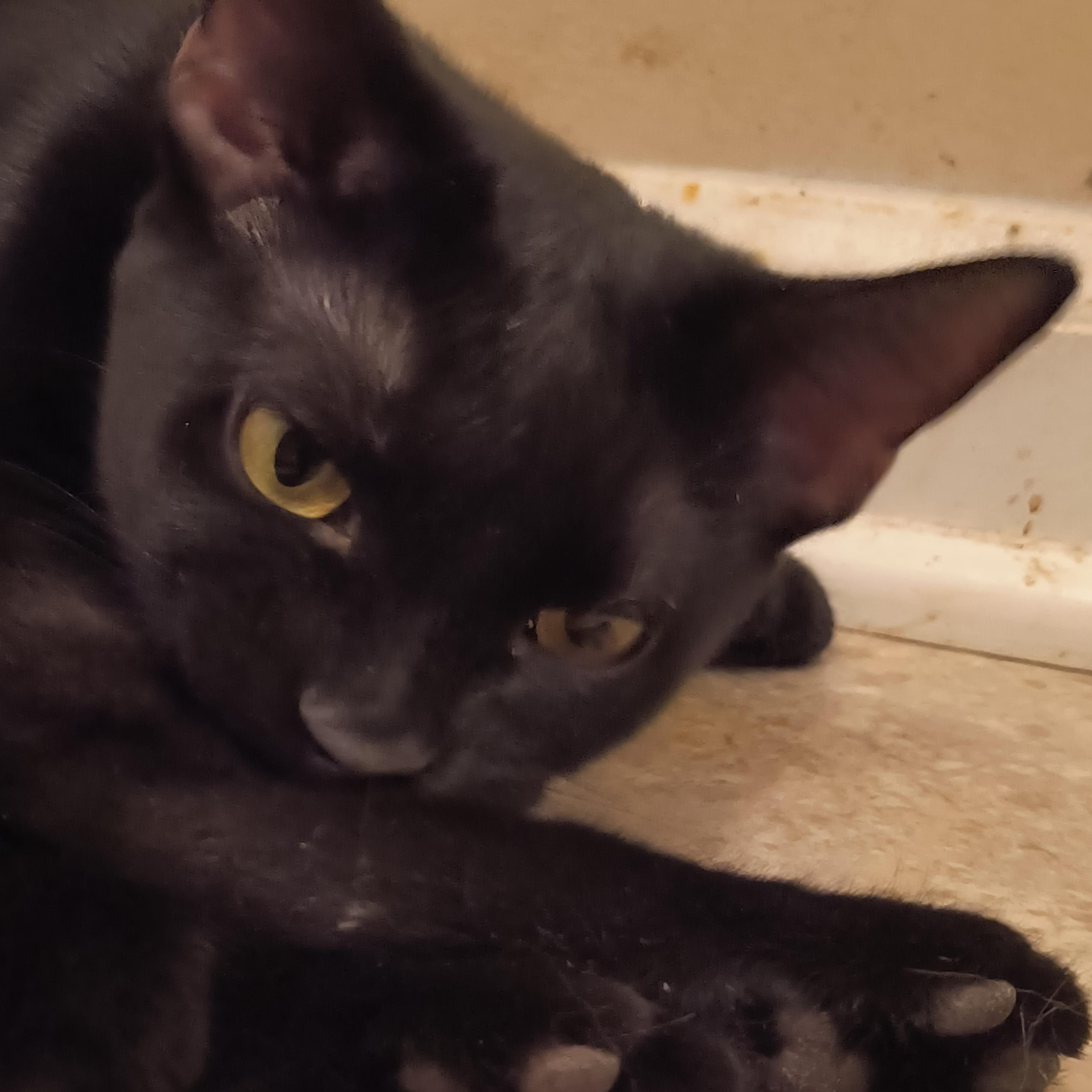 Enlarge Sandy (miss opt), an adopted Tabby in Denver, NC image 2/5