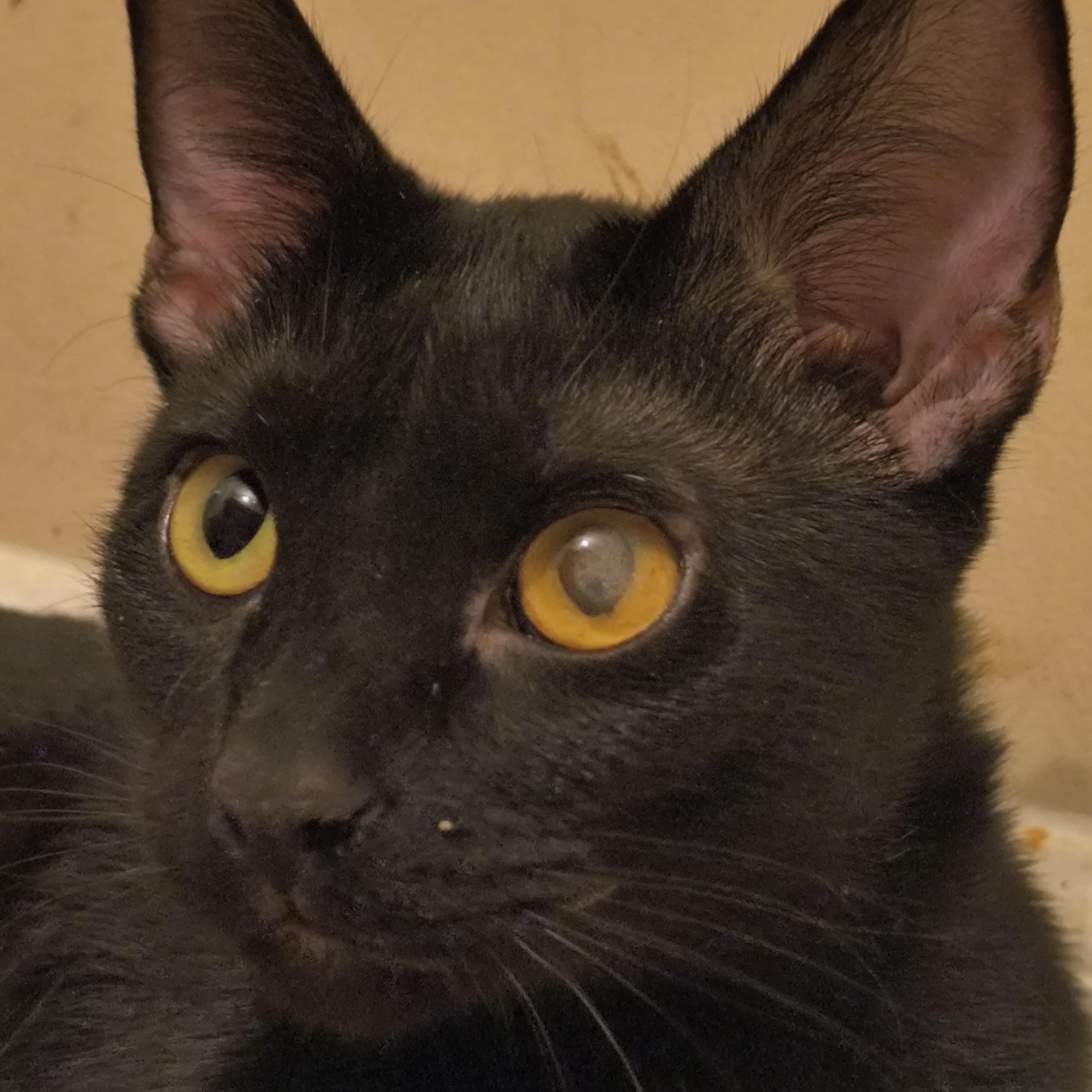 Enlarge Sandy (miss opt), an adopted Tabby in Denver, NC image 5/5