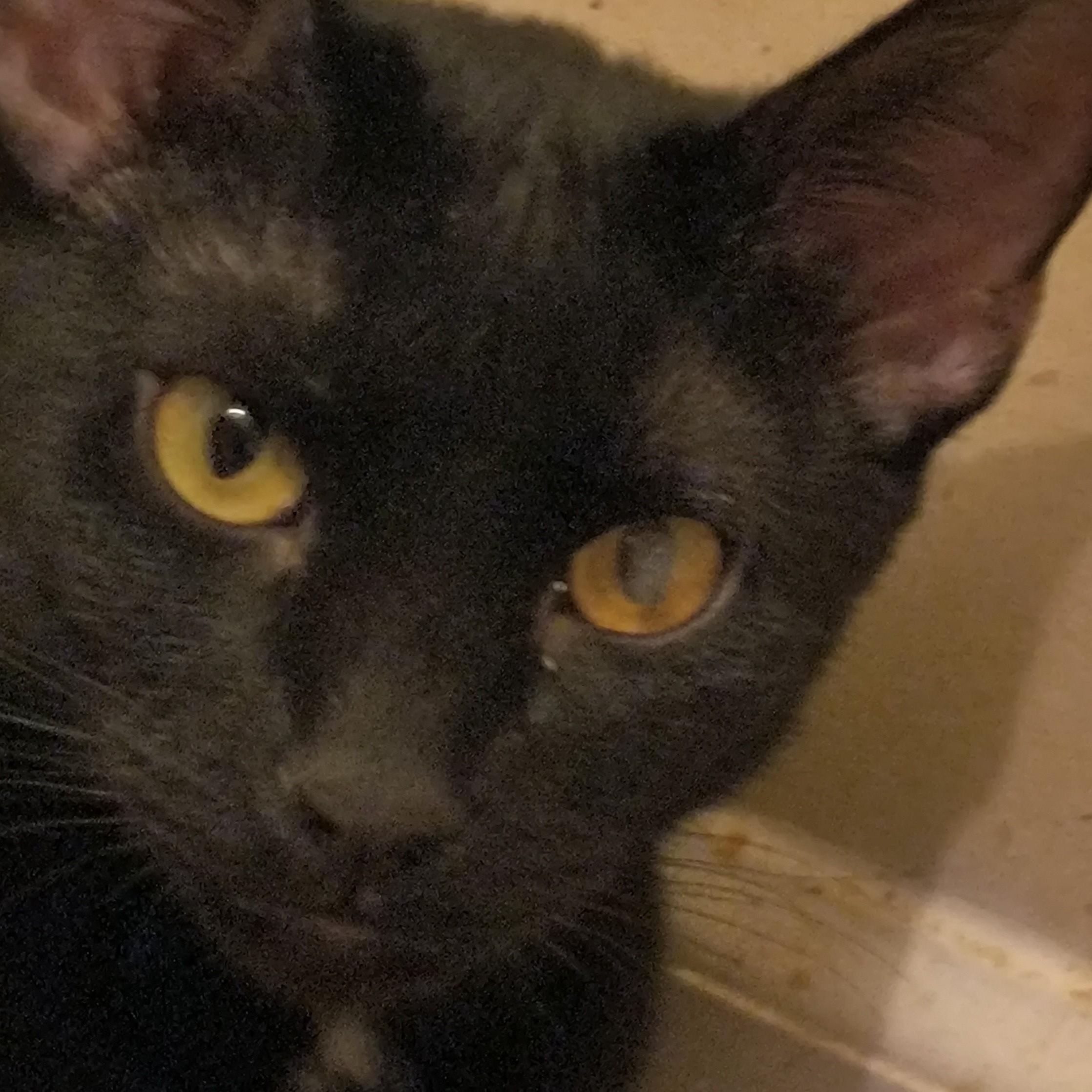 Enlarge Sandy (miss opt), an adopted Tabby in Denver, NC image 4/5