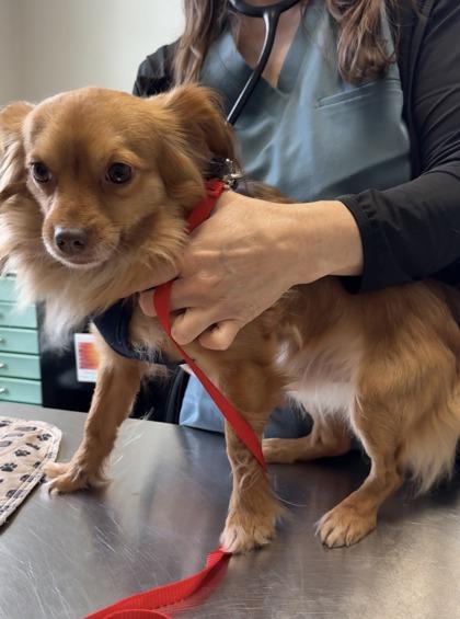 Scotch, Adoptable, Adult Male Chihuahua & Mixed Breed.