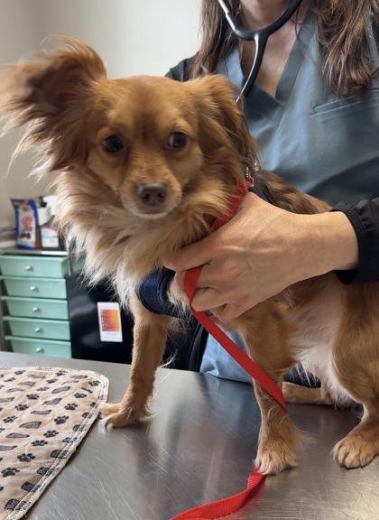 Enlarge Scotch, a Adoptable mixed breed in Lawrenceville, GA image 2/3