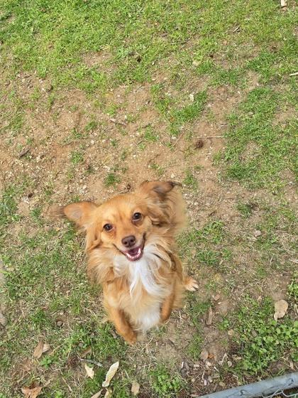Enlarge Scotch, a Adoptable mixed breed in Lawrenceville, GA image 3/3