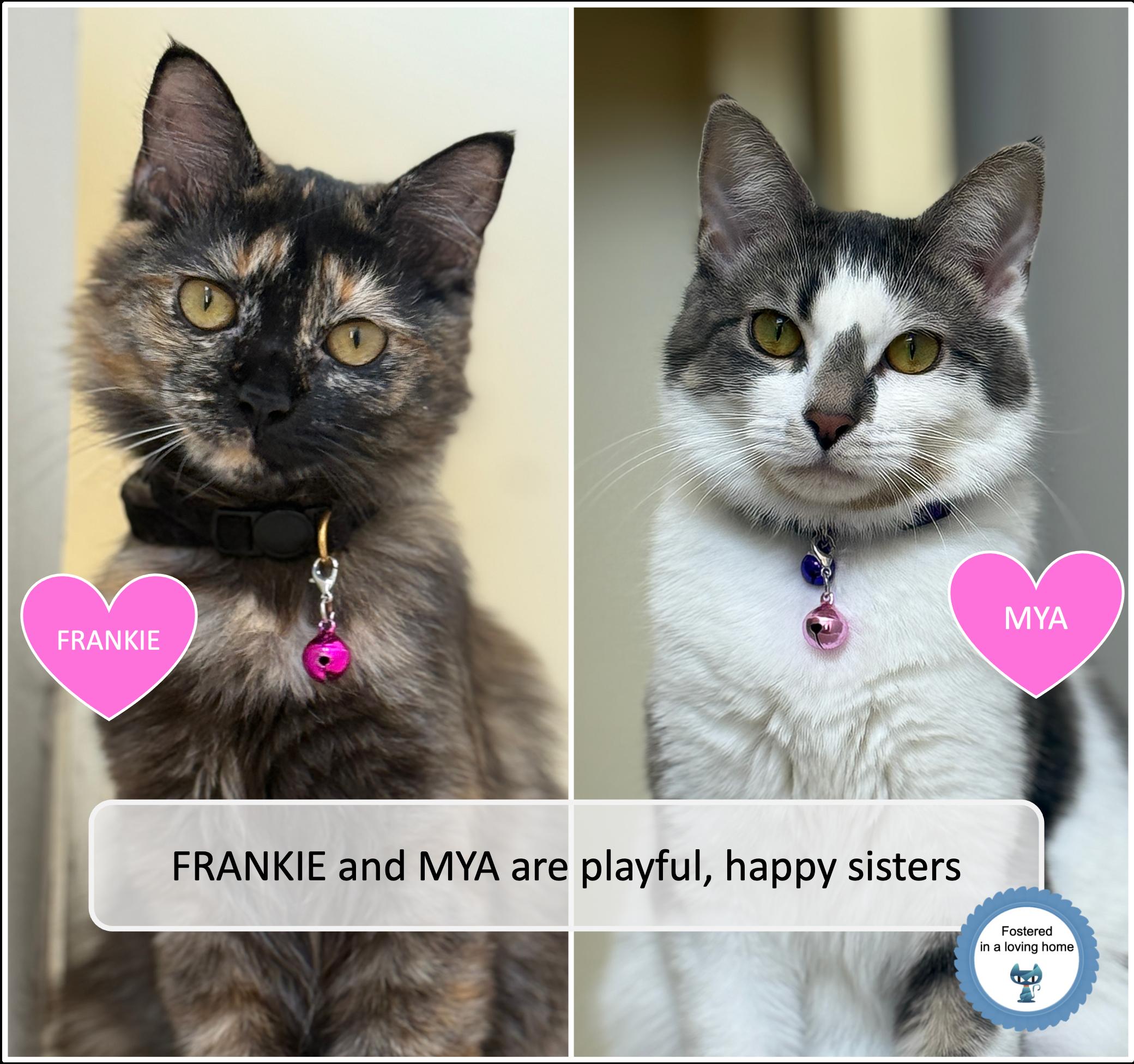 Enlarge Frankie & Mya, a ADOPTABLE mixed breed in Cincinnati, OH image 1/6