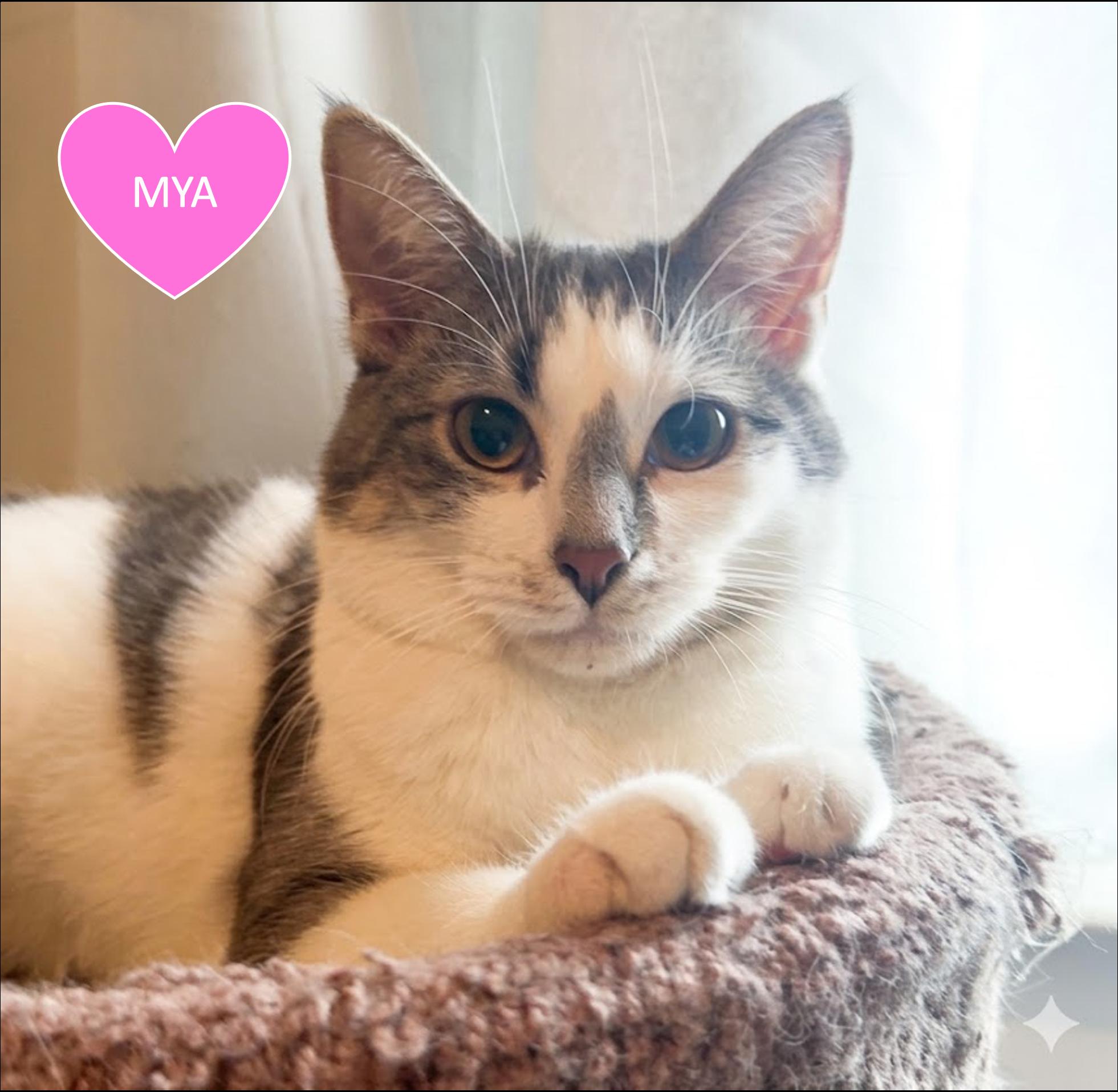 Enlarge Frankie & Mya, a ADOPTABLE mixed breed in Cincinnati, OH image 4/6