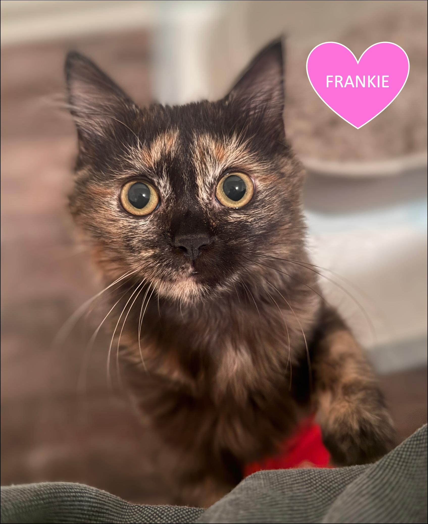 Enlarge Frankie & Mya, a ADOPTABLE mixed breed in Cincinnati, OH image 2/6