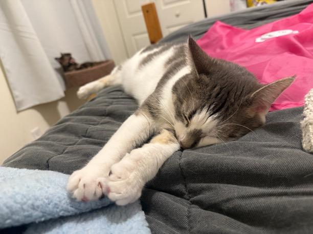 Enlarge Frankie & Mya, a ADOPTABLE mixed breed in Cincinnati, OH image 5/6