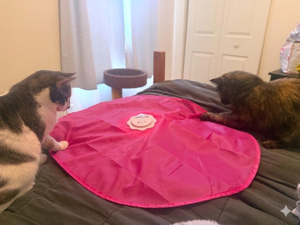 Enlarge Frankie & Mya, a ADOPTABLE mixed breed in Cincinnati, OH image 6/6