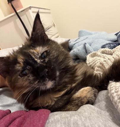 Enlarge Frankie & Mya, a ADOPTABLE mixed breed in Cincinnati, OH image 3/6