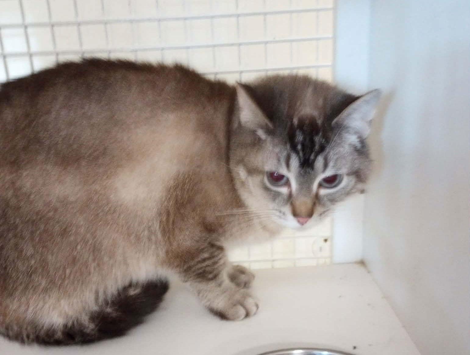 Enlarge Marie, a Adoptable mixed breed in Frenchburg, KY image 1/2