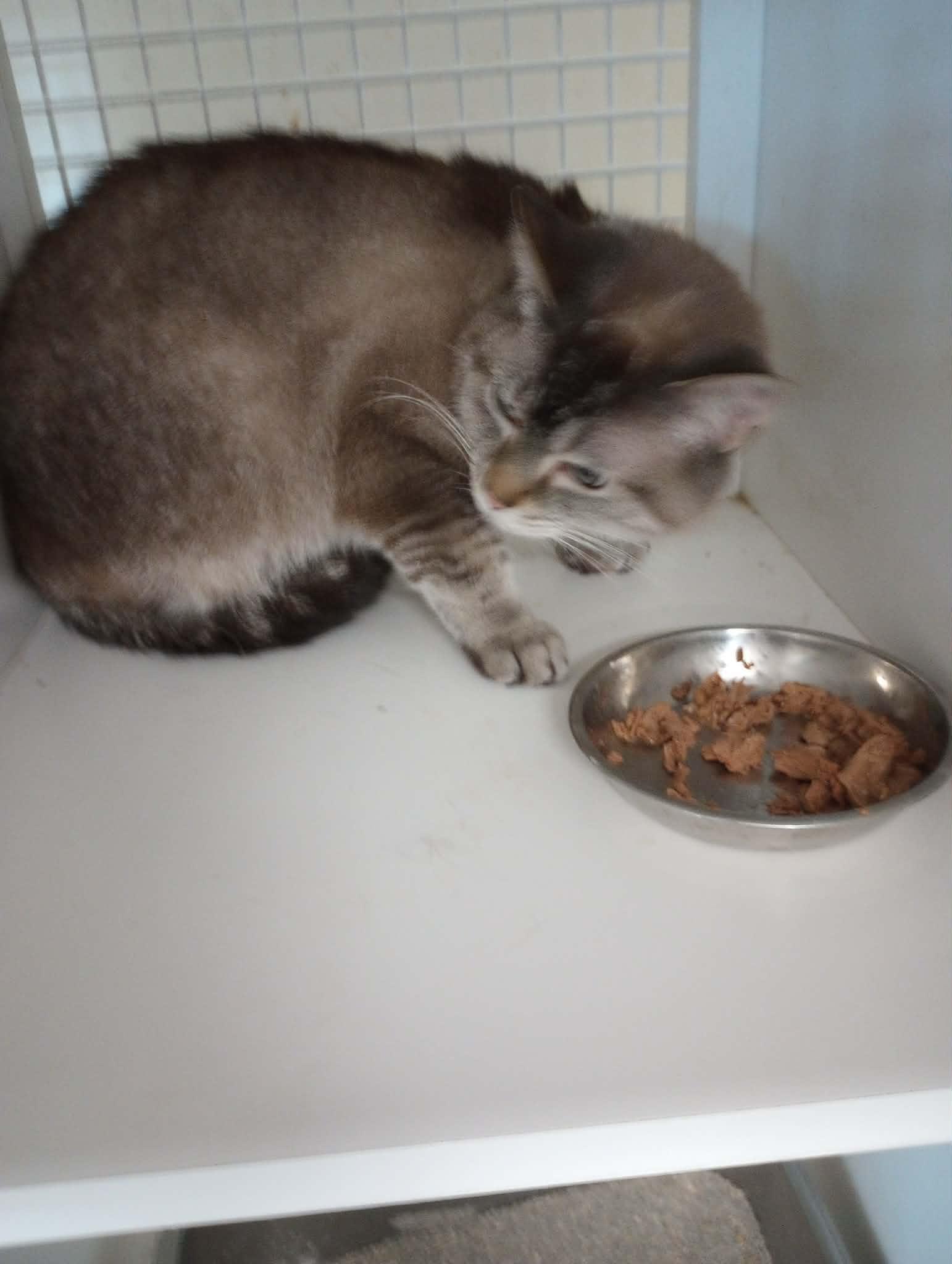 Enlarge Marie, a Adoptable mixed breed in Frenchburg, KY image 2/2