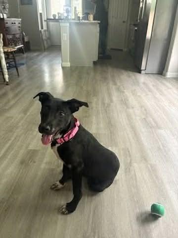 Maggie, Adoptable, Young Female Labrador Retriever.